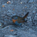 ...dieser Piepmatz lief uns über die Schuhe...