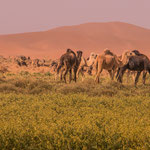 Der seltene Regen hat die Wüste plötzlich grün werden lassen. Alles voller blühender Rucola. Ein Schmaus für die Kamele...