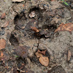 ....eine Jaguar Spur.....