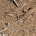 .....und eine extrem schnelle Echse im Sand.....