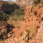 Hier in der Gegend gibt es noch viele wilder Berberaffen - dieser hier war zahm...