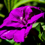 ....und überall tolle Regenwaldblumen....