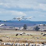 ...nur mit extremen Teleobjektiv kann man sie einigermassen erkennen...