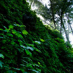 Fern Canyon - üppig grün....