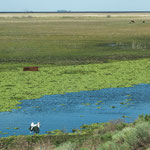 ...ein Storchenpaar...