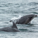 ...haben uns viele Delfine begleitet und und unterhalten - tolle Tiere...