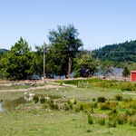 Idylle mit Enten, Gänsen und Schweinen