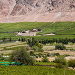 ...hier wird die Pisco Traube angebaut...