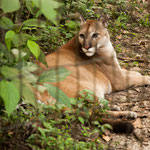 .....ein Puma....oder Berglöwe.....oder Cougar.....