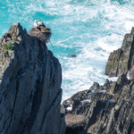 Auf Felsennadeln brühten die Störche...