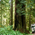 Gegen diese riesigen Redwoods erscheint unser "Baby" wie Spielzeug