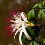 Tolle Blüten am Strassenrand