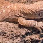 .....eine Echse.....