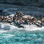 ...wir sahen leider keine...