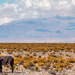 ...diese Eselsfamilie war angepflockt und musste sich mit dem hölzernen Bewuchs sich ernähren...