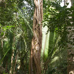 ....diese Schlingpflanze - ein Schmarotzer - tötet am Ende den Wirt.....