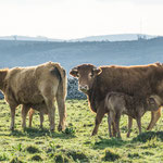 ...da möchte man Kuh und Kälbchen sein...