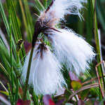 Eine Blüte die an Baumwolle erinnert