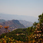 .... und durch tolle Kieferwälder