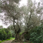 Olivenbäume - werden über tausend Jahre alt