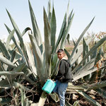 Die Agaven brauchen 5 Jahre bis sie geerntet werden können