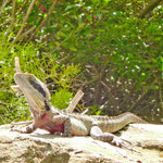 ein Ungeheuer mitten in der Stadt