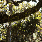 ....und die Bäume sind moos- und farnbehangen....