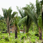 ....der ersten Häuser stehen schon.....