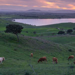 Blick vom unserem Stellplatz - auf Kühe mit Glocken - wie im Allgäu