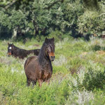 wir sichten das erste Wildpferd und sind erstaunt dass es wenig Scheu hat