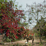 das Maultier steht "andächtig" unter diesem blühenden Wunder