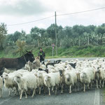 Sturheit siegt gegen Masse