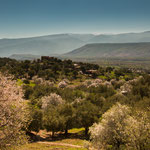 ...die Mandelbäume stehen in voller Blüte...