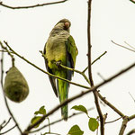 ...auch die Papageien sind nicht zu überhören...