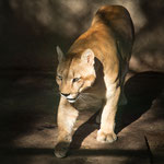 ...ein Puma...