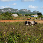 ....und extrem fruchtbar....