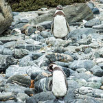 ...sowie die Herrn Humboldt benannten "Pinguine de Humboldt"...