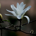 ...im "Garten Eden" am Steilhang über der Burg...