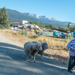 ...auch das gehört zum "modernen" Bolson.