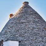 ...auch Katzen lieben die Trulli-Dächer - ein sehr schiefe Spielwiese...