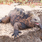 ....this one greeted us with a big smile....