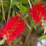 .....tropische Blüte.....