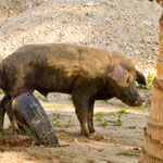 Na anstatt sich zu kratzen müsste der mal unter die Dusche