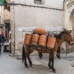 ...statt Autos und Mopeds gibt es Vierbeiner...