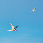 ...die aggressiven Seeschwalben greifen oft auch Menschen an.