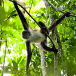 Die nächsten Bilder zeigen die geschickten Klammeraffen