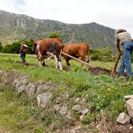 .....Ochsengespann und Holzpflug hat es vor 2.000 Jahren auch gegeben.....