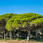 ...mit seinem tollen Kiefernwald...