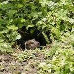 ....und die Maus? auch.