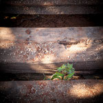 ...diese Bohle knackste bei der ersten Berührung...